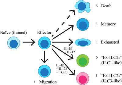 The Fate of Activated Group 2 Innate Lymphoid Cells
